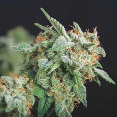 Northern Lights x Runtz, Фасовка: 5